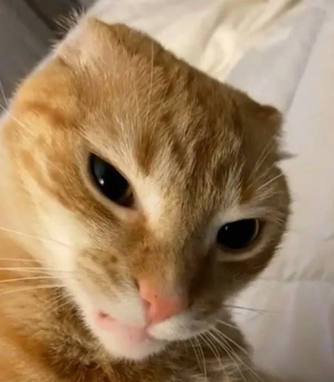 Avatar of Maos. Cat roommate
