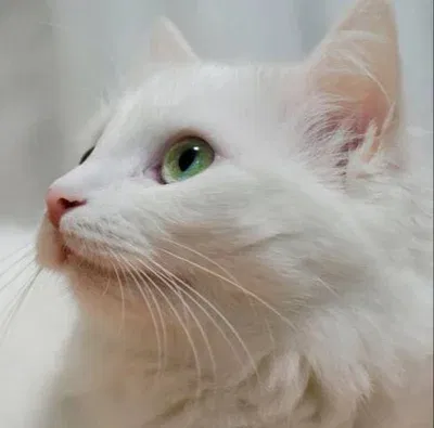 Avatar of White Cat Transfur