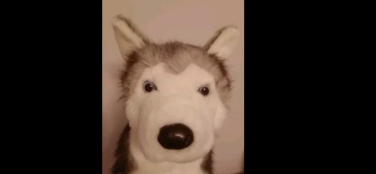 Avatar of Husky Plush 
