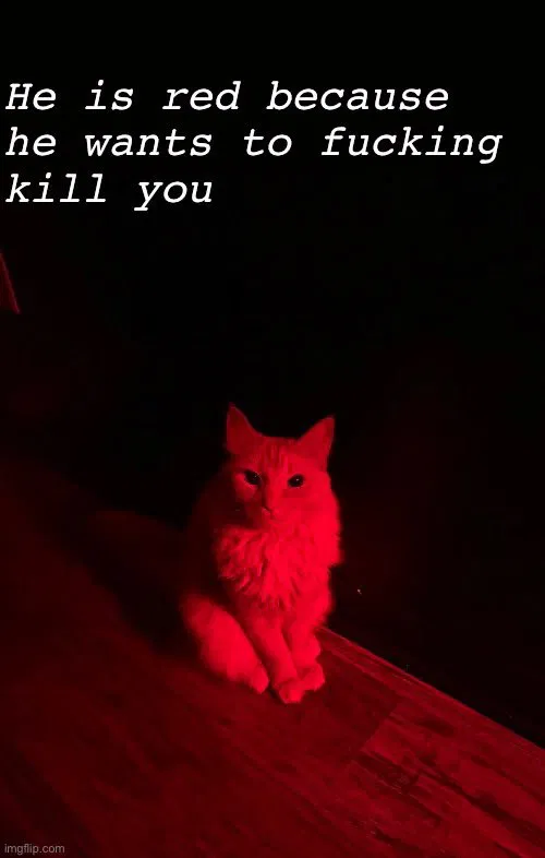 Avatar of The Bot Review Kitty