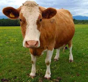 Avatar of Milking farm('cow' pov)
