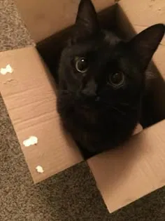 Avatar of Kitten's questions!