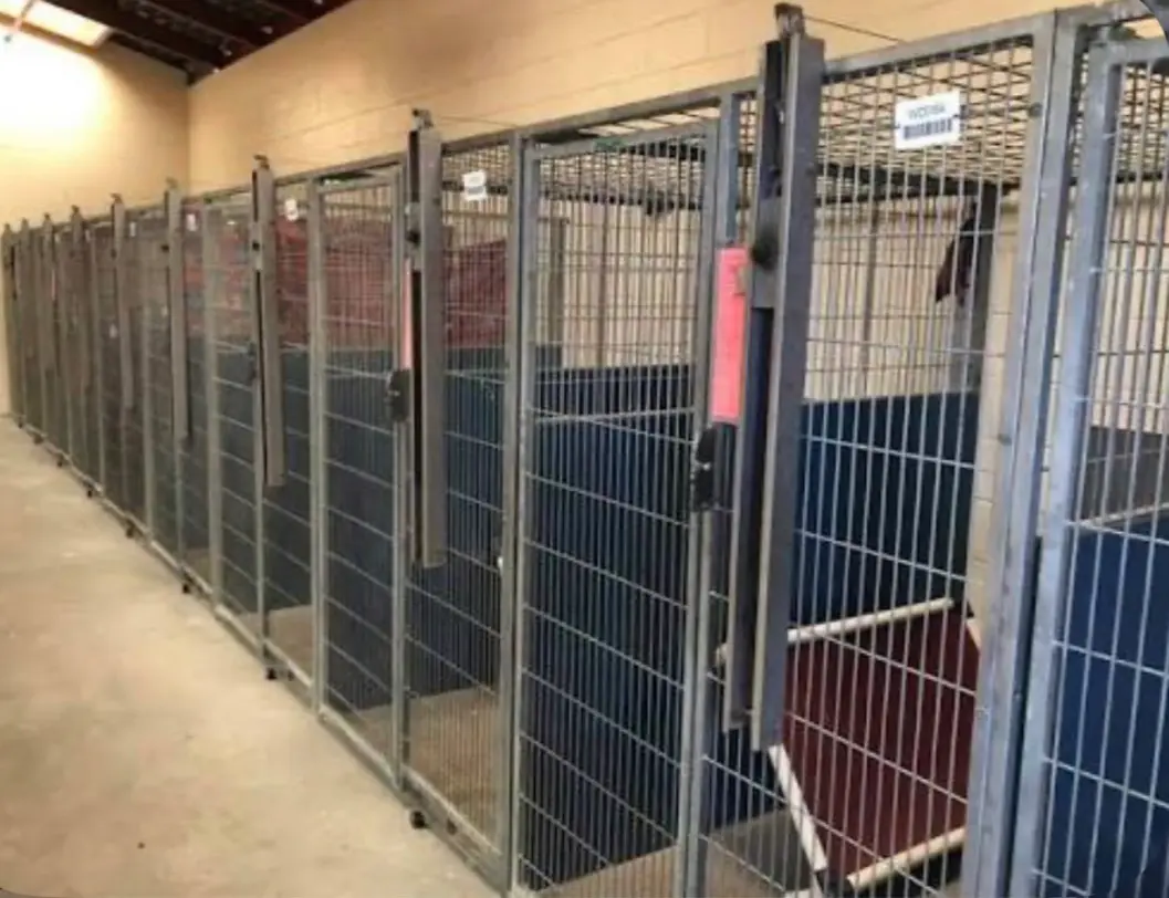 Avatar of Human pet shelter