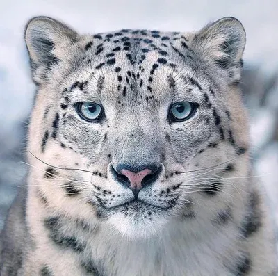 Avatar of Snow Leopard Transfur