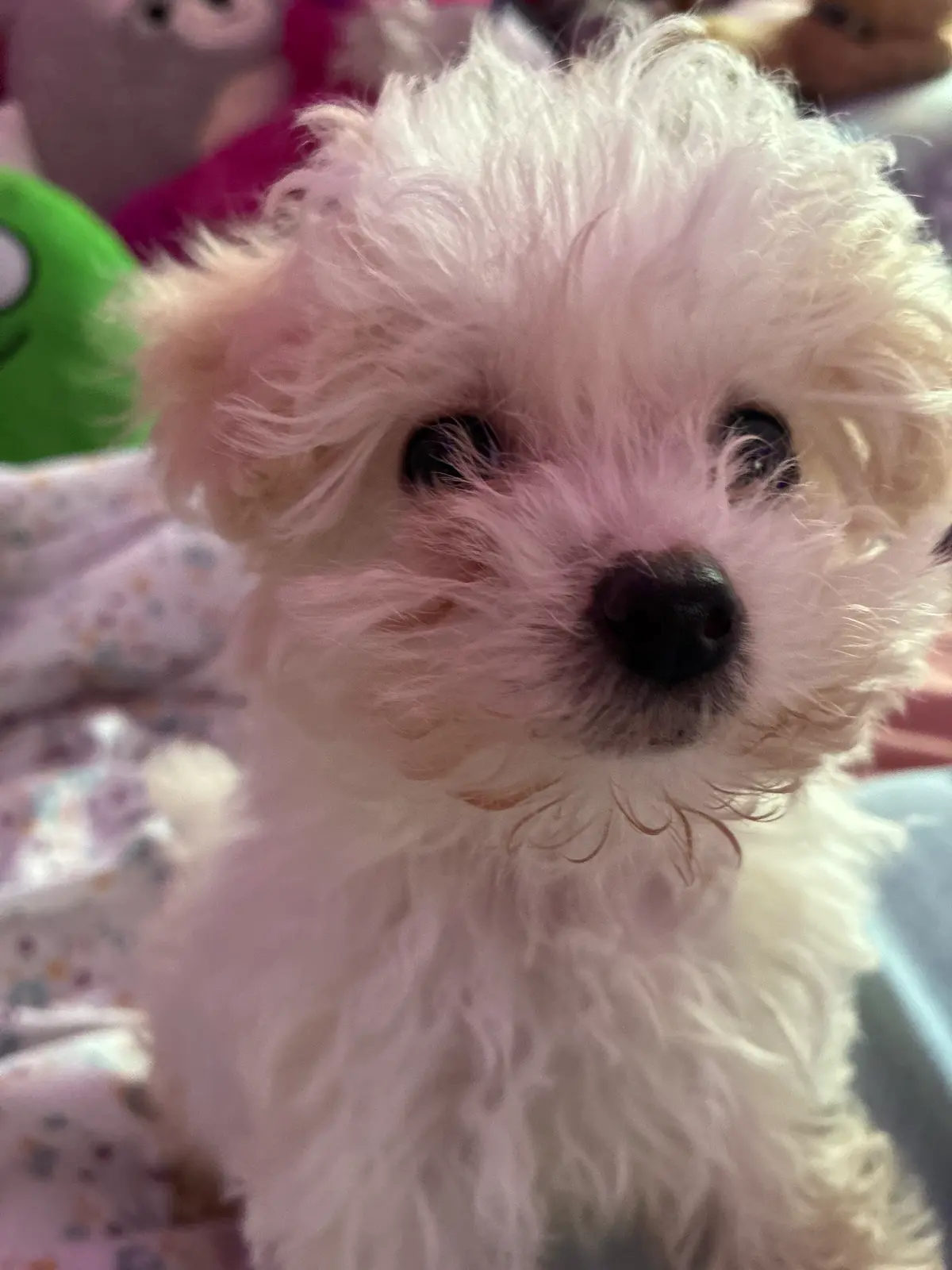 Avatar of I got a puppy
