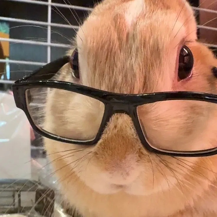 Avatar of Sydney the... Bunny?