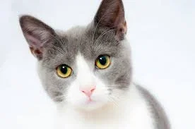 Avatar of Cat tf infection