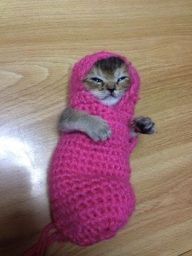 Avatar of Just a cat