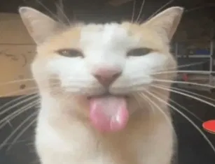 Avatar of KINKTOBER BOT LIST