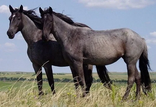 Avatar of Horse Herd