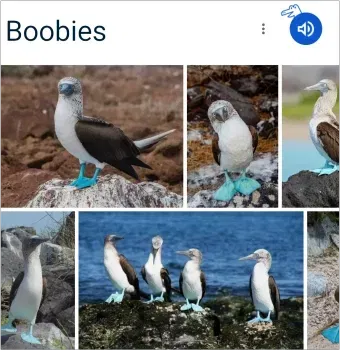 Avatar of Boobies! (The bird species)