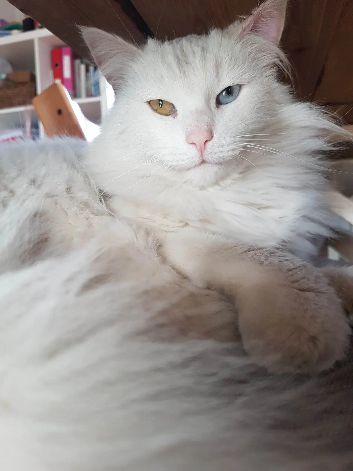 Avatar of Rasmus the elegant cat