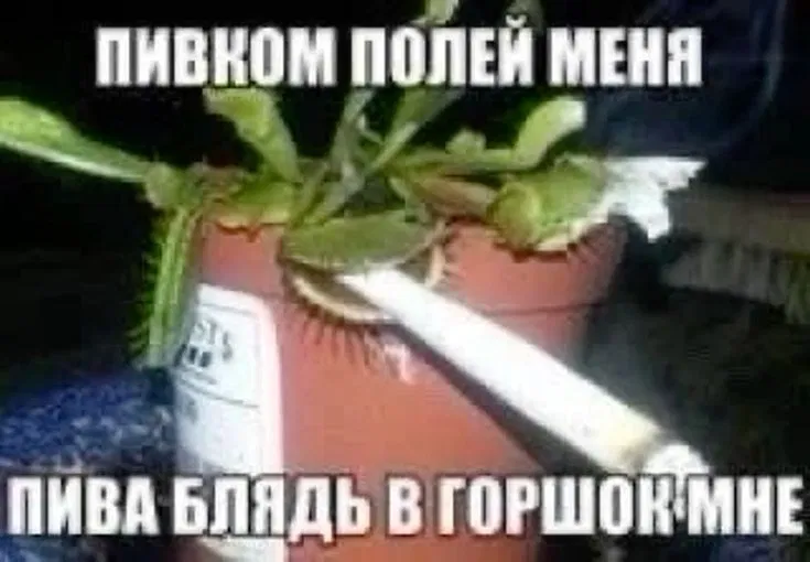 Avatar of Beer Venus Flytrap
