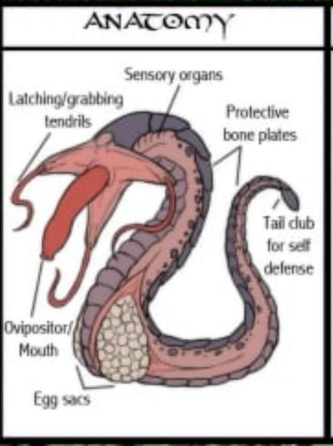 Avatar of Oviworm