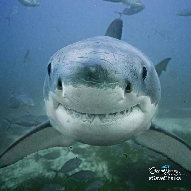 Avatar of Phil the shark 