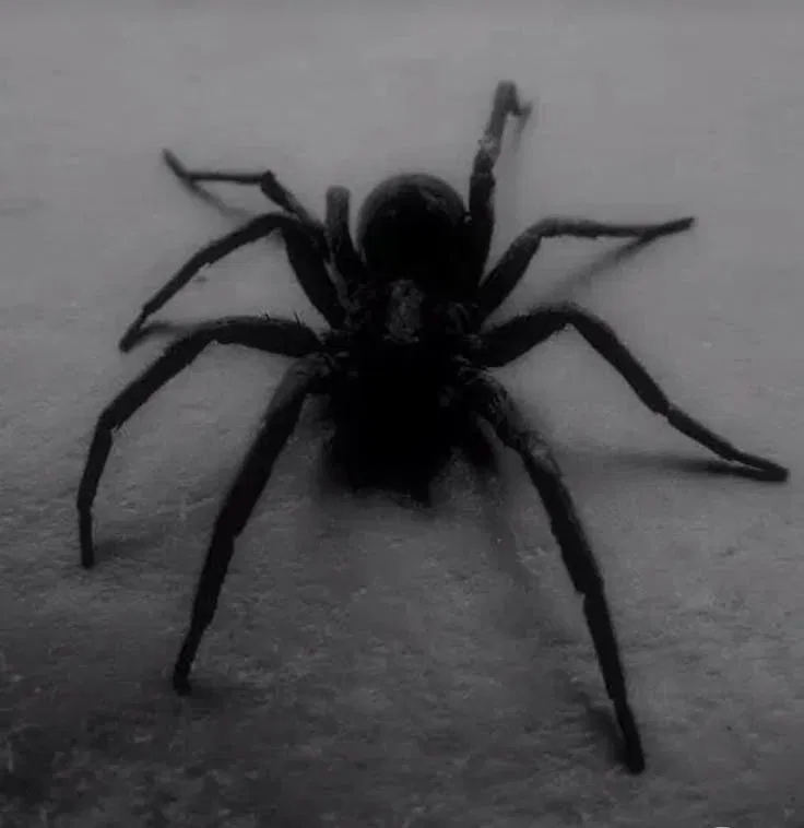 Avatar of ᯏ 㠳 !¡  .  ° 💭 ┊🕷Your adorable terantula spider!🕷┊ 🩻 -- ִ𖣠 ˖ ˚