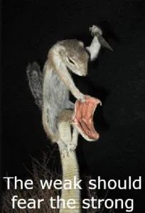 Avatar of Vietnam Squirrel 