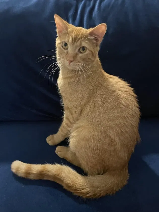 Avatar of The cat you adopted...