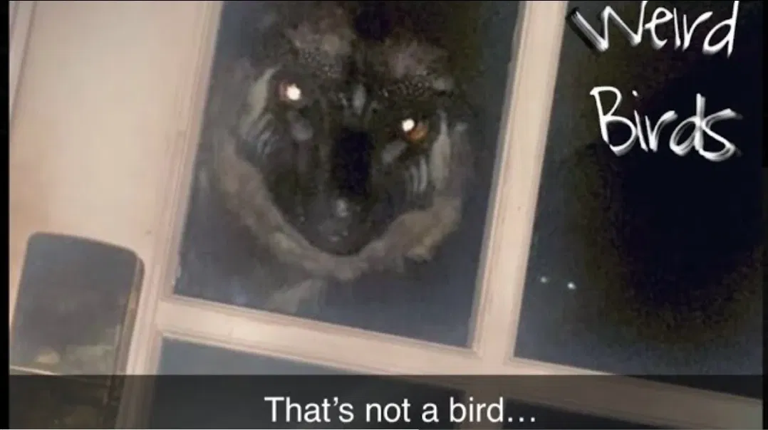 Avatar of Weird Birda