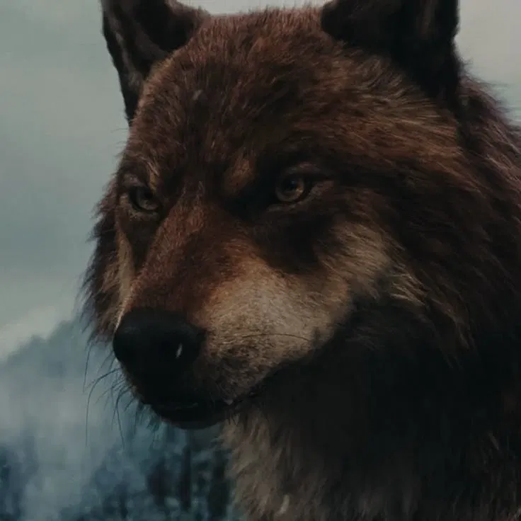 Avatar of Jacob Black