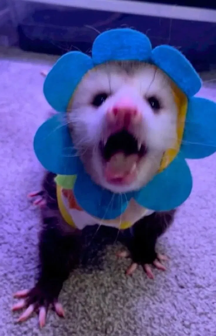 Avatar of Beutelratte