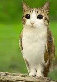 Avatar of MEOWL 😭😭😭💀
