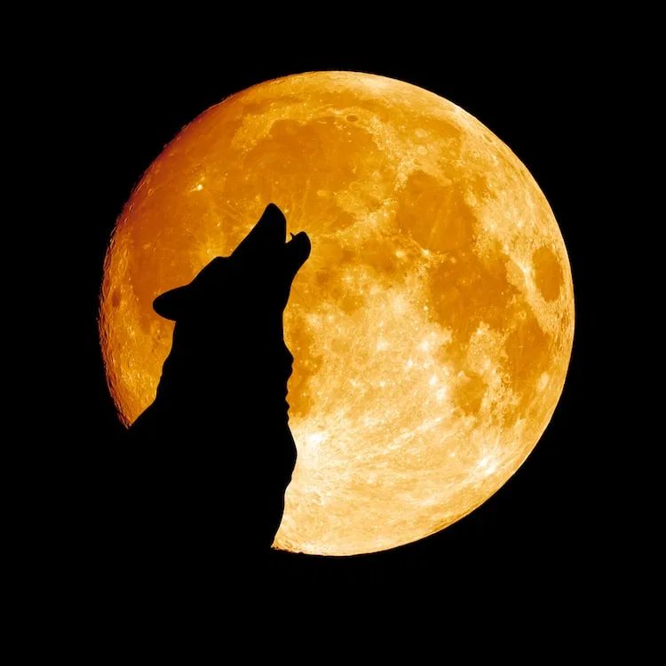 Avatar of 🐺 | Werewolf Simulator 