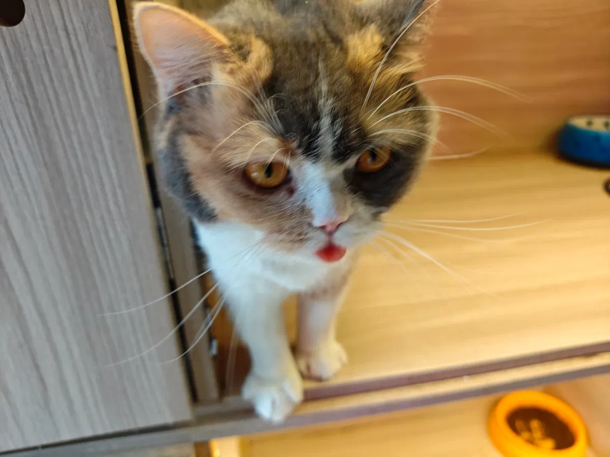 Avatar of kitten