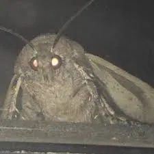 Avatar of Brother moth