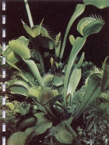 Avatar of Garden Tentacle Monster