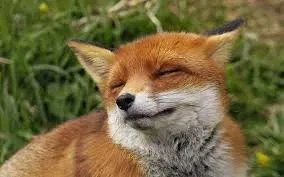 Avatar of Not so foxy apprentice