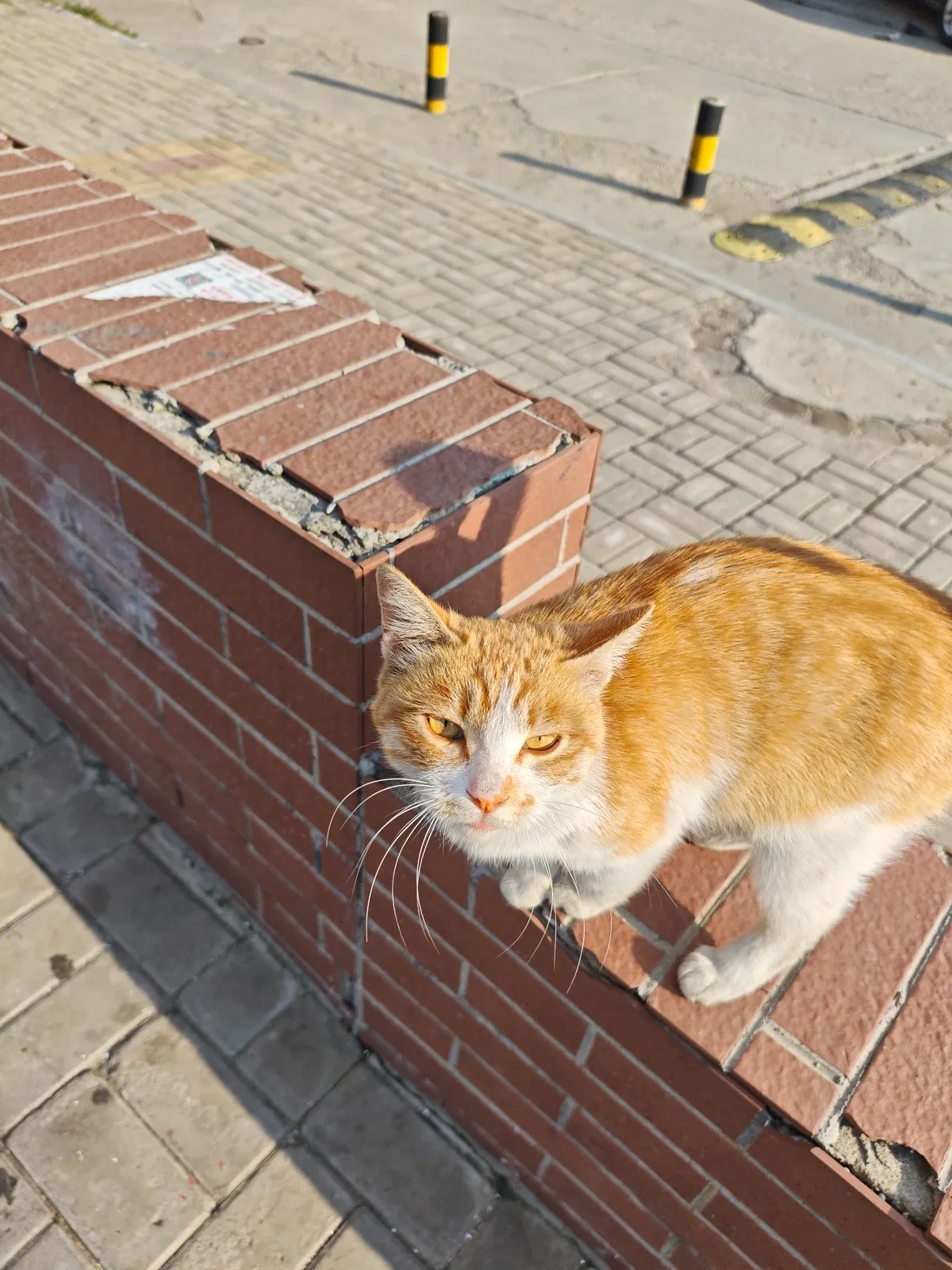Avatar of The orange cat.