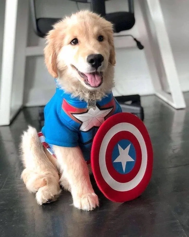 Avatar of Steve Rogers doggy