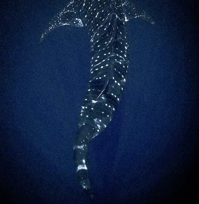 Avatar of Mermaid König
