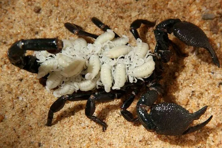 Avatar of Your scorpion wife | Remy Skarn