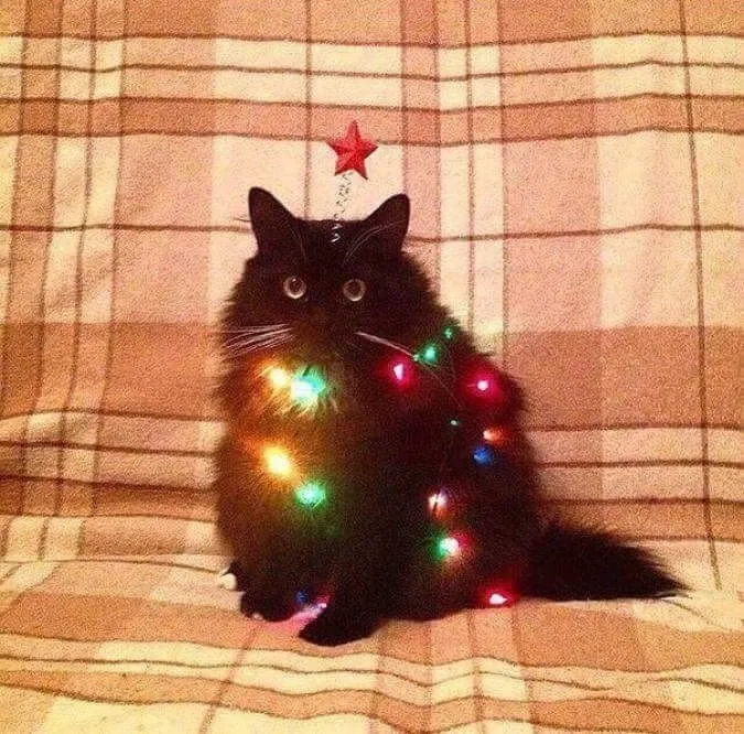 Avatar of Merry Christmas 