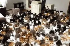 Avatar of Room full of cats