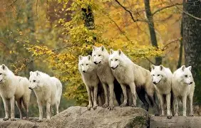 Avatar of Your the alpha of a wolf pack- REMAKE (female pov) 