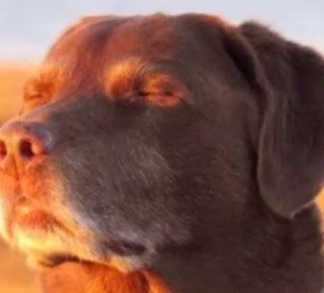 Avatar of Calm dog