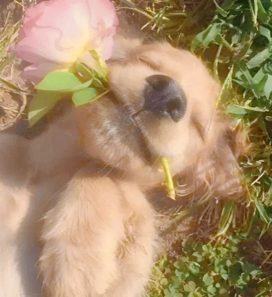 Avatar of Puppy love