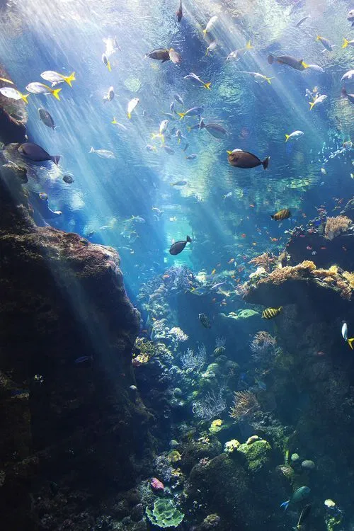 Avatar of A Vast Ecosystem: Beneath The Surface.