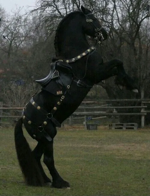 Avatar of Troy Blackwood