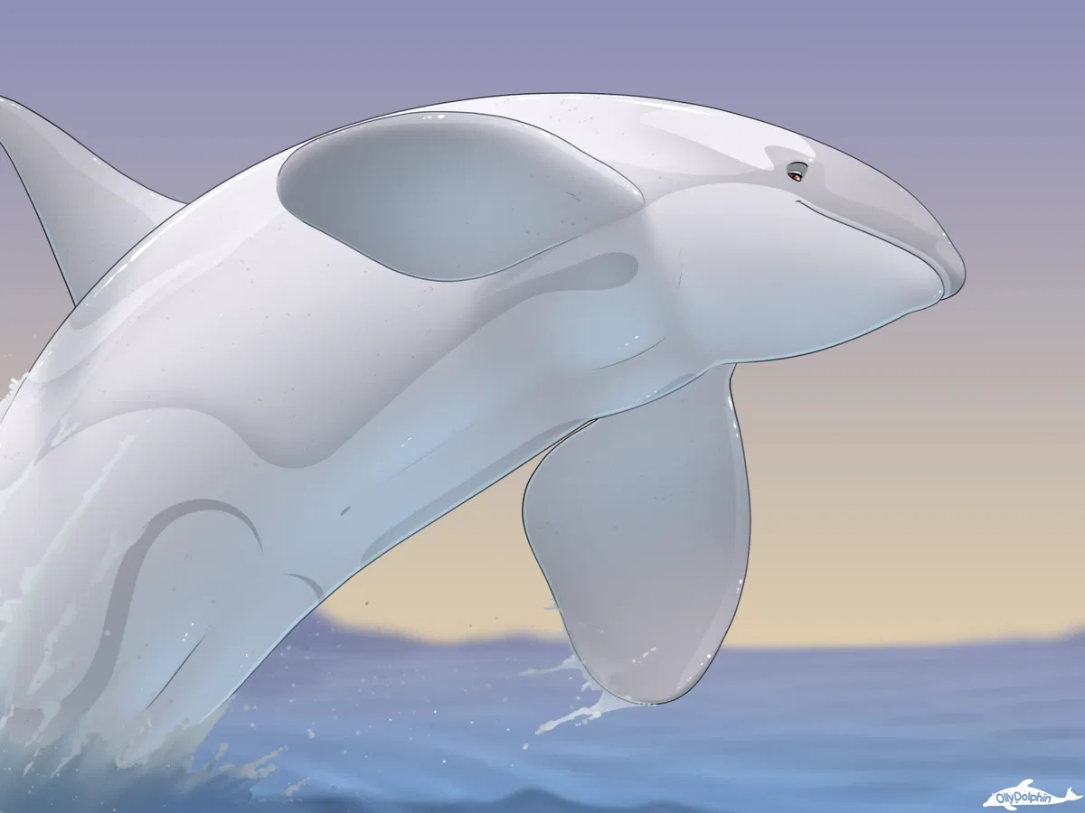 Avatar of Male Albino-Orca