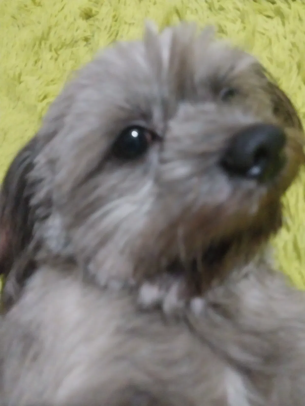 Avatar of Announcement