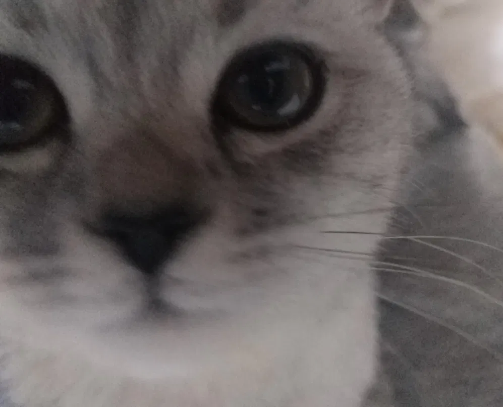 Avatar of Cats