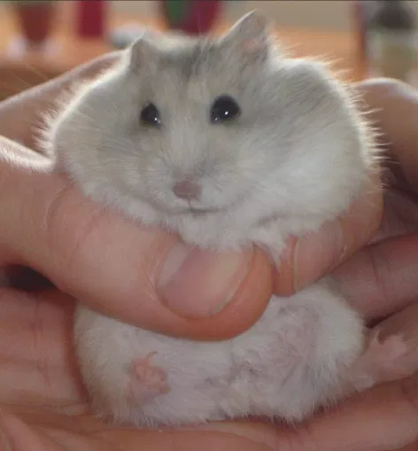 Avatar of Chubbs the hamster