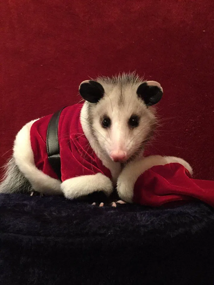 Avatar of Sugar the Opossum