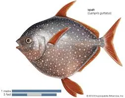 Avatar of Fish