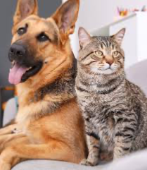 Avatar of Cat AND Dog