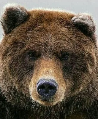 Avatar of The brown bear